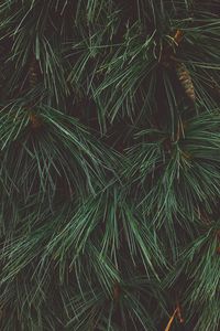 Preview wallpaper tree, needles, cones, green, dark