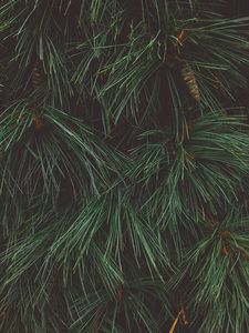 Preview wallpaper tree, needles, cones, green, dark