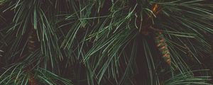 Preview wallpaper tree, needles, cones, green, dark