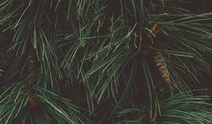 Preview wallpaper tree, needles, cones, green, dark