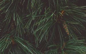 Preview wallpaper tree, needles, cones, green, dark
