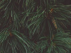 Preview wallpaper tree, needles, cones, green, dark