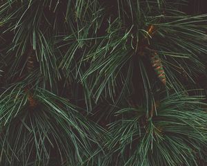 Preview wallpaper tree, needles, cones, green, dark