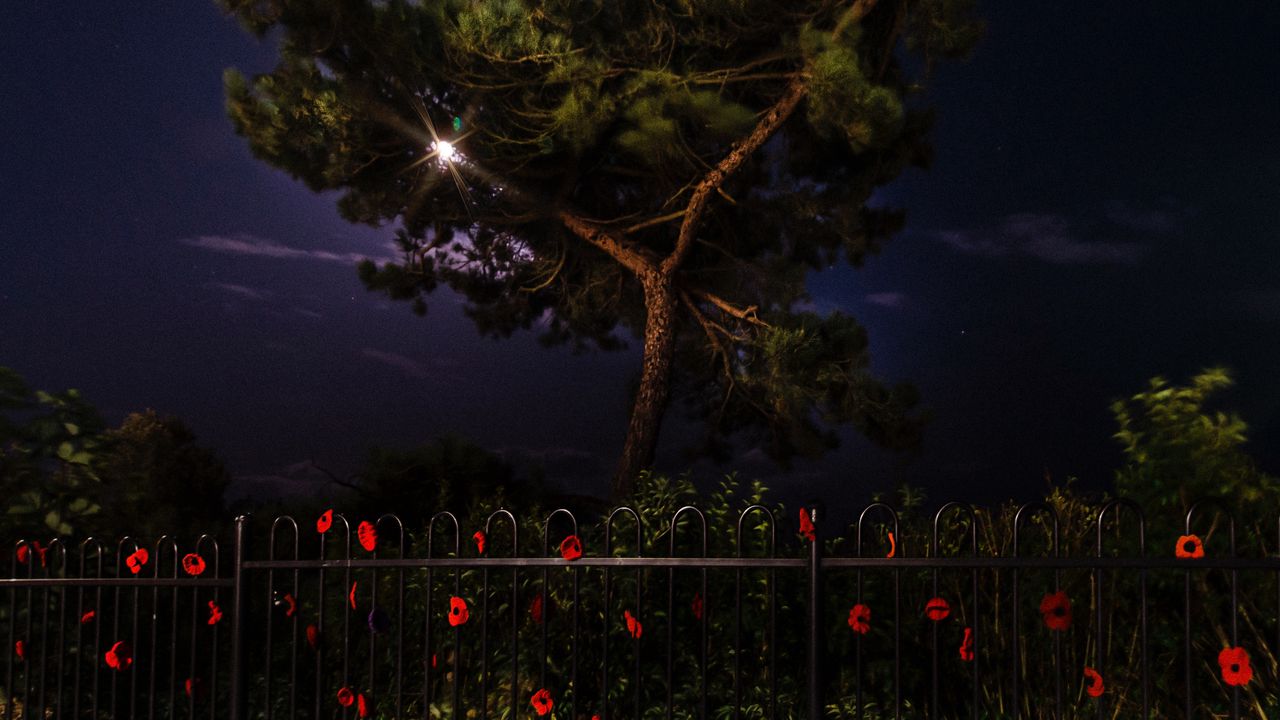 Wallpaper tree, night, dark, fence, flowers