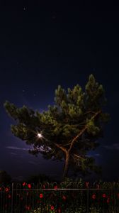 Preview wallpaper tree, night, dark, fence, flowers