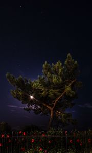 Preview wallpaper tree, night, dark, fence, flowers