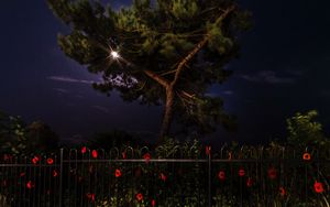 Preview wallpaper tree, night, dark, fence, flowers