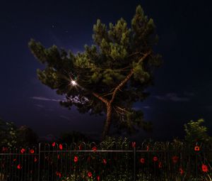 Preview wallpaper tree, night, dark, fence, flowers