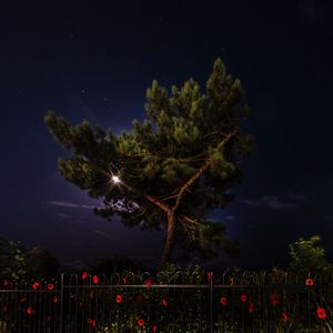 Preview wallpaper tree, night, dark, fence, flowers