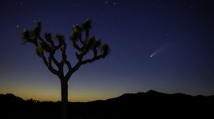 Preview wallpaper tree, night, desert, starry sky