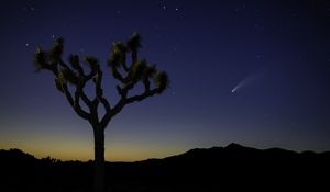 Preview wallpaper tree, night, desert, starry sky