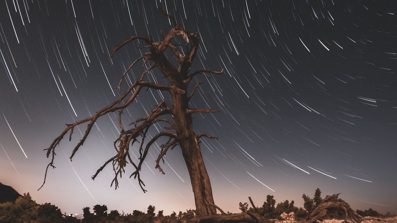 Wallpaper tree, night, driftwood, long exposure, stars