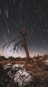 Preview wallpaper tree, night, driftwood, long exposure, stars