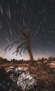 Preview wallpaper tree, night, driftwood, long exposure, stars