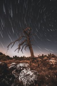 Preview wallpaper tree, night, driftwood, long exposure, stars