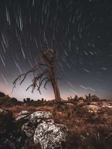 Preview wallpaper tree, night, driftwood, long exposure, stars