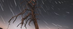 Preview wallpaper tree, night, driftwood, long exposure, stars