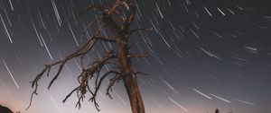 Preview wallpaper tree, night, driftwood, long exposure, stars