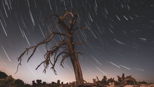 Preview wallpaper tree, night, driftwood, long exposure, stars