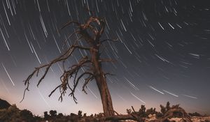 Preview wallpaper tree, night, driftwood, long exposure, stars