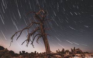 Preview wallpaper tree, night, driftwood, long exposure, stars