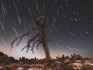 Preview wallpaper tree, night, driftwood, long exposure, stars