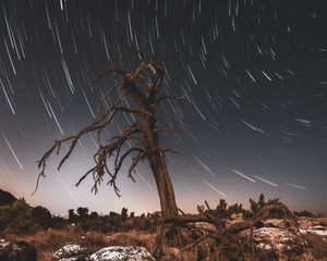 Preview wallpaper tree, night, driftwood, long exposure, stars