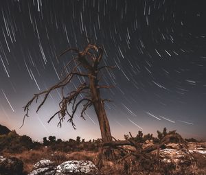 Preview wallpaper tree, night, driftwood, long exposure, stars