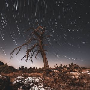 Preview wallpaper tree, night, driftwood, long exposure, stars