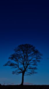 Preview wallpaper tree, night, horizon, sky, dark