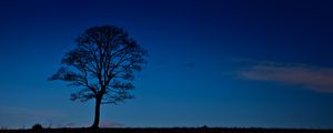 Preview wallpaper tree, night, horizon, sky, dark