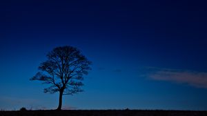 Preview wallpaper tree, night, horizon, sky, dark
