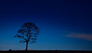 Preview wallpaper tree, night, horizon, sky, dark