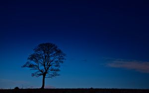 Preview wallpaper tree, night, horizon, sky, dark