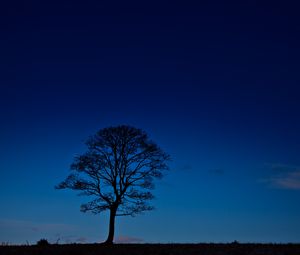 Preview wallpaper tree, night, horizon, sky, dark