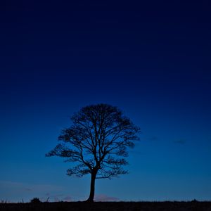 Preview wallpaper tree, night, horizon, sky, dark