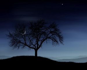 Preview wallpaper tree, night, lonely, silhouette, stars, moon, fog