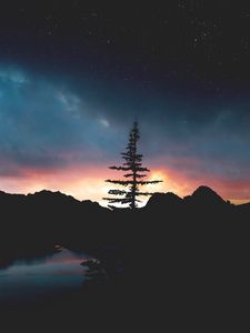 Preview wallpaper tree, night, sky, stars