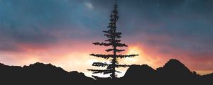 Preview wallpaper tree, night, sky, stars