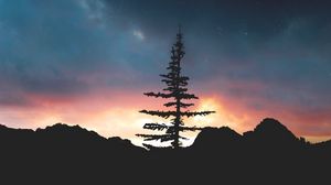 Preview wallpaper tree, night, sky, stars