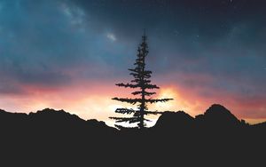 Preview wallpaper tree, night, sky, stars