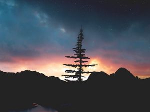 Preview wallpaper tree, night, sky, stars