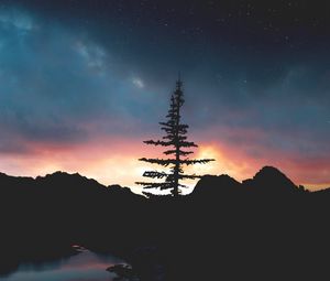 Preview wallpaper tree, night, sky, stars