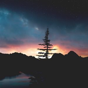 Preview wallpaper tree, night, sky, stars