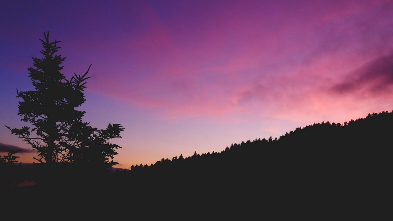 Wallpaper tree, night, sky