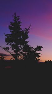 Preview wallpaper tree, night, sky