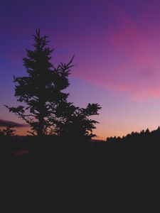 Preview wallpaper tree, night, sky
