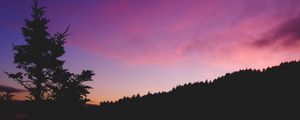 Preview wallpaper tree, night, sky