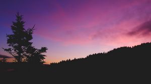 Preview wallpaper tree, night, sky