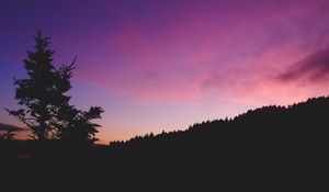 Preview wallpaper tree, night, sky